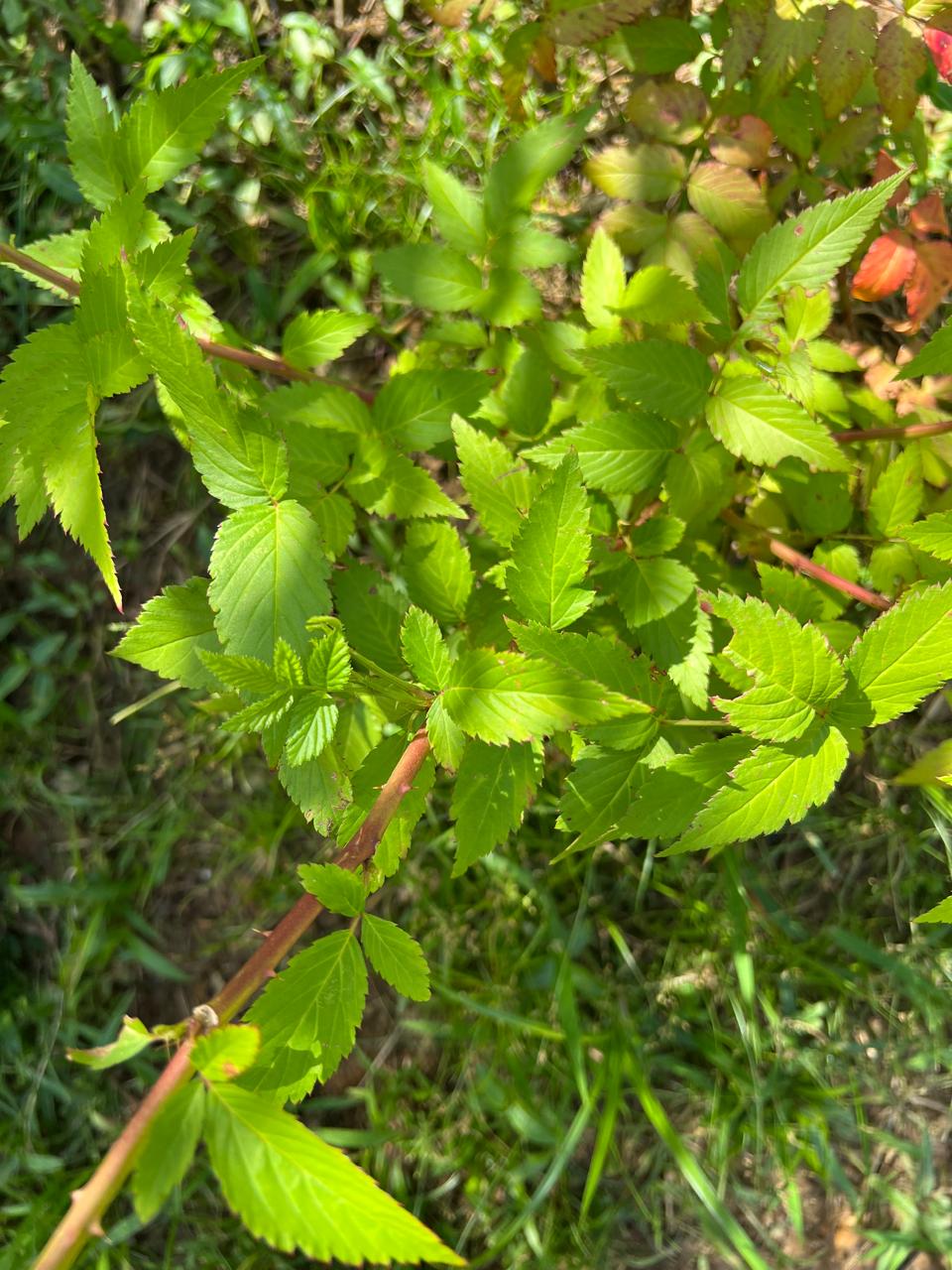 Red Raspberry Tea