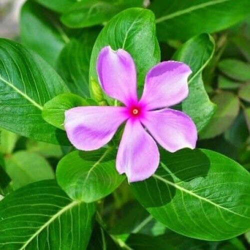Periwinkle Capsules